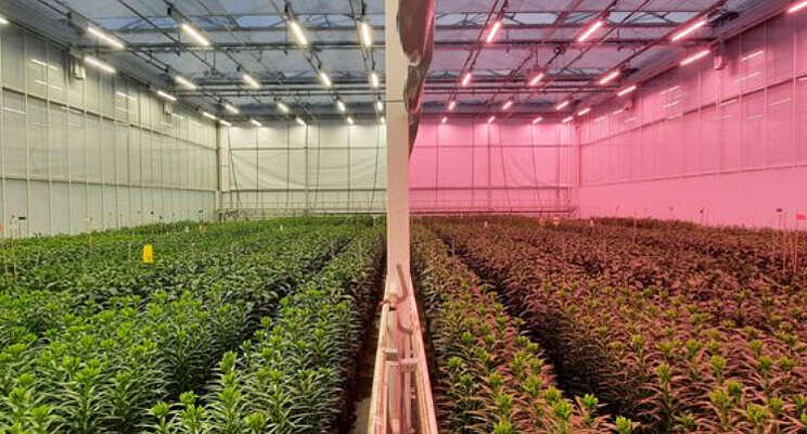 Update LED-proef lelieteelt Update LED-proef lelieteelt