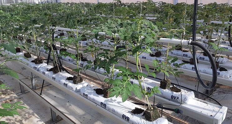 Stikstof in de lucht als basis voor meststof Stikstof in de lucht als basis voor meststof