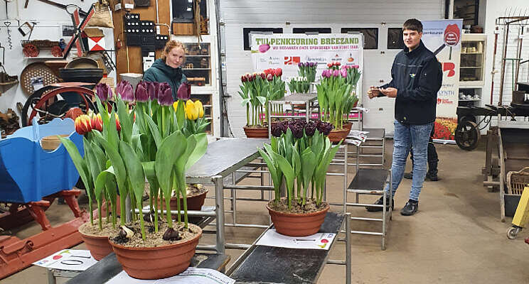 Door weer en wind tulpenkeuren in Breezand Door weer en wind tulpenkeuren in Breezand