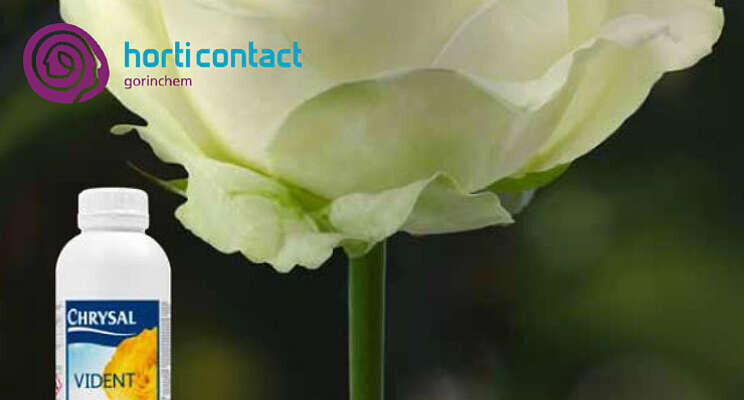 HortiContact Innovation Award - Preshow 2022: Chrysal HortiContact Innovation Award - Preshow 2022: Chrysal