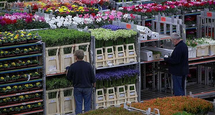 Exportwaarde bloemen en planten plust met 26% Exportwaarde bloemen en planten plust met 26%