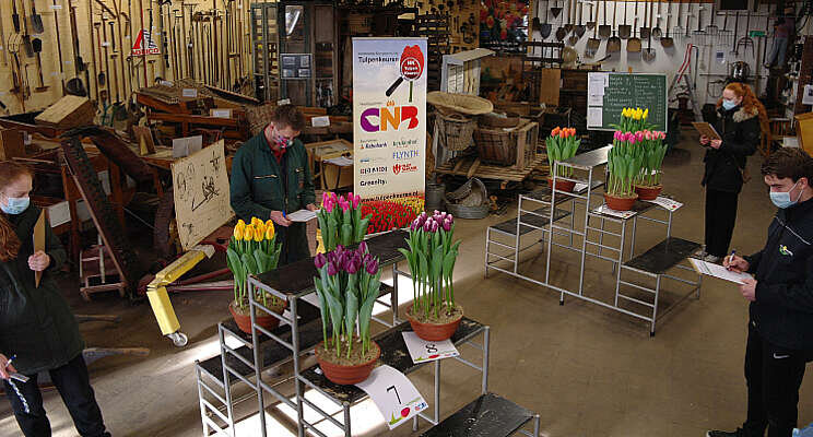 Gemiddeld lage scores bij vierde Tulpenkeuring Gemiddeld lage scores bij vierde Tulpenkeuring