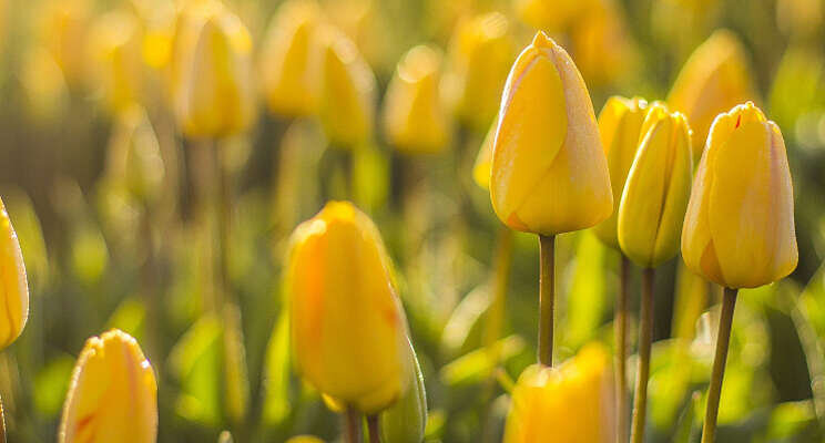 Royalcap Fleur effectief tegen Botrytis in tulpen Royalcap Fleur effectief tegen Botrytis in tulpen