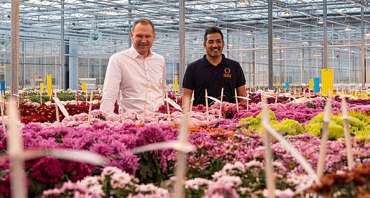 Dümmen Orange verhuist chrysantenveredeling Dümmen Orange verhuist chrysantenveredeling