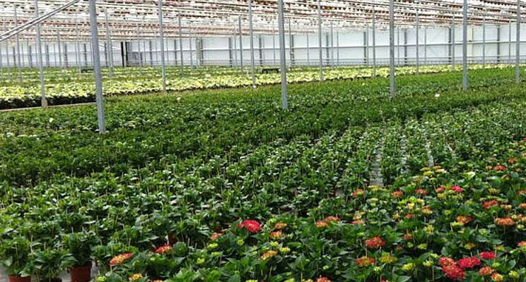 Planten voor opplant krijgen nieuwe importeisen Planten voor opplant krijgen nieuwe importeisen