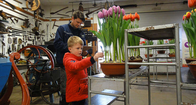 Tulp Ready steelt de show Tulp Ready steelt de show