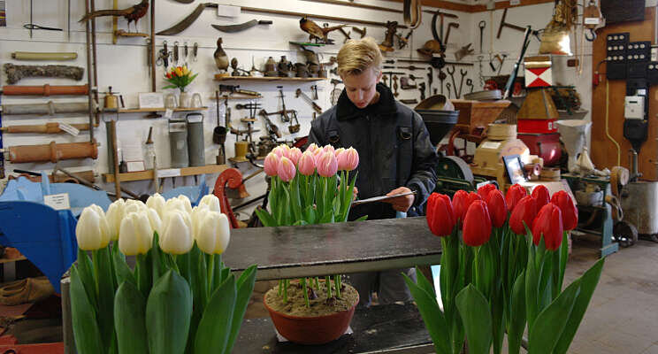 Schrijffouten maken verschil bij tweede Tulpenkeuring Schrijffouten maken verschil bij tweede Tulpenkeuring