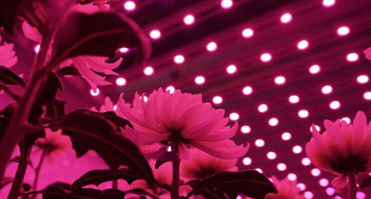 'End of day' verrood licht stuurt strekking chrysant 'End of day' verrood licht stuurt strekking chrysant