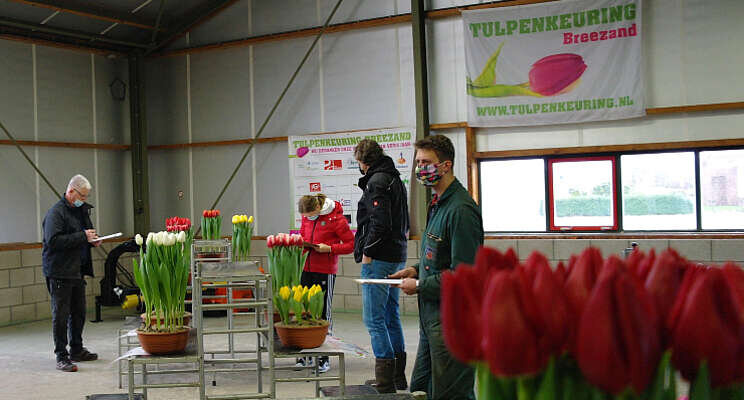 Volledige focus bij Tulpenkeuring Breezand Volledige focus bij Tulpenkeuring Breezand