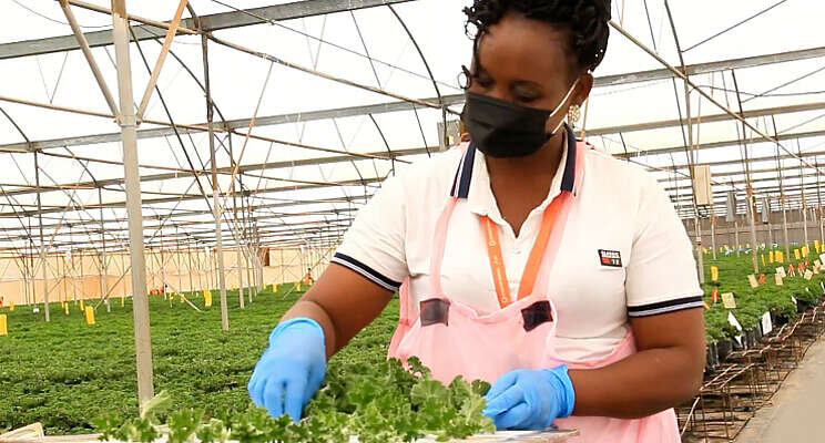 Dümmen Orange op koers met optimaliseren keten Dümmen Orange op koers met optimaliseren keten