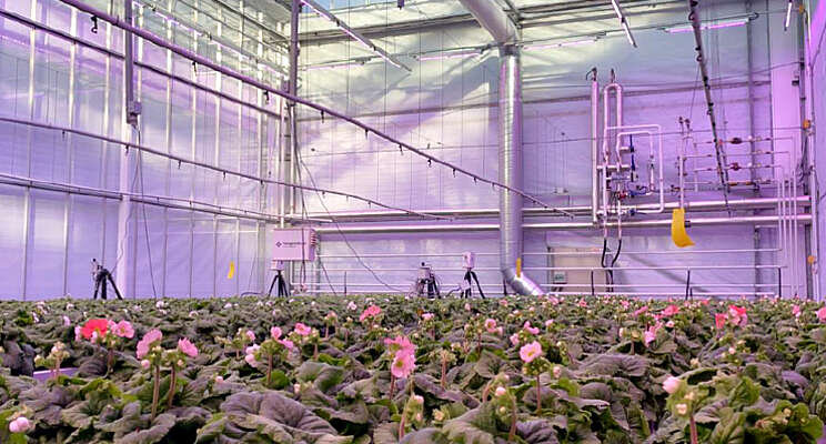 Warmtebesparing in perkplantenteelt Warmtebesparing in perkplantenteelt