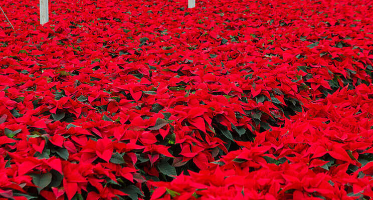 Onderzoek: teeltverkorting poinsettia mogelijk Onderzoek: teeltverkorting poinsettia mogelijk