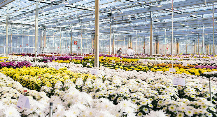 Bloeiproef Deliflor op afspraak te bezoeken Bloeiproef Deliflor op afspraak te bezoeken