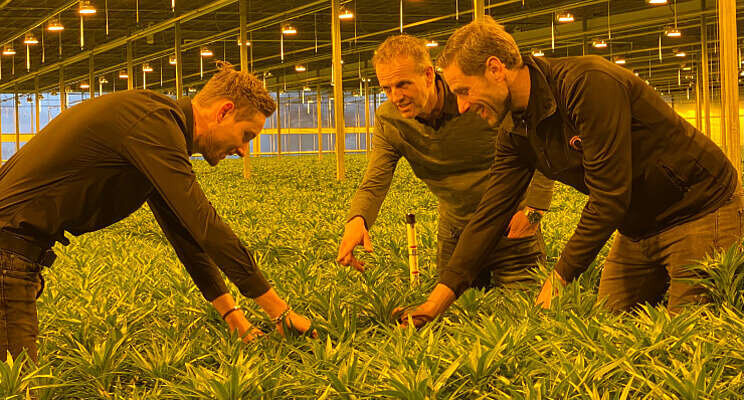 Qualily oogst eerste lelies op nieuwe locatie Qualily oogst eerste lelies op nieuwe locatie