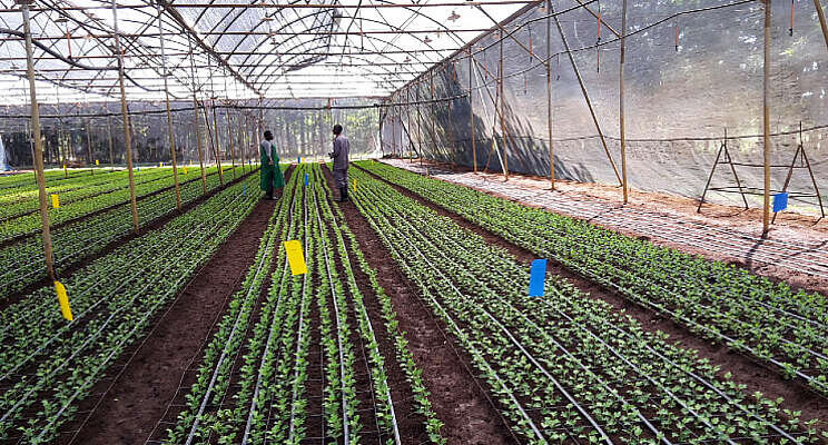 Unieke samenwerking in chrysantensector Unieke samenwerking in chrysantensector