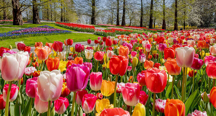 Keukenhof kijkt uit naar de lente Keukenhof kijkt uit naar de lente