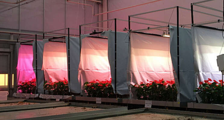 Strekking potanthurium sturen met LED-spectrum Strekking potanthurium sturen met LED-spectrum