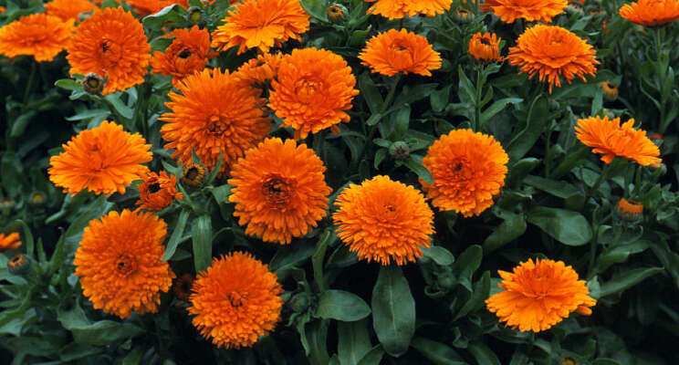 Publieksfavoriet: Calendula Candyman Orange Publieksfavoriet: Calendula Candyman Orange