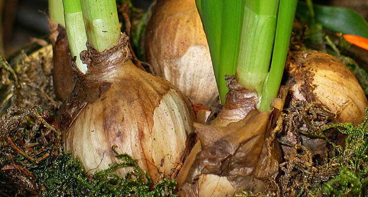 Best4Soil ook beschikbaar voor bloemenbollenteelt Best4Soil ook beschikbaar voor bloemenbollenteelt