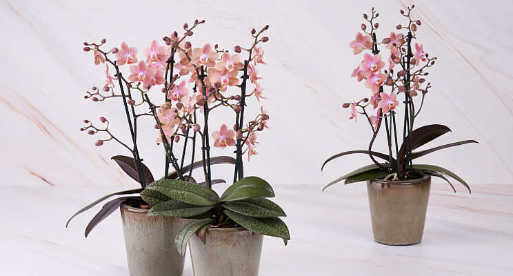 Phalaenopsis Odorion naar finale Glazen Tulp Phalaenopsis Odorion naar finale Glazen Tulp