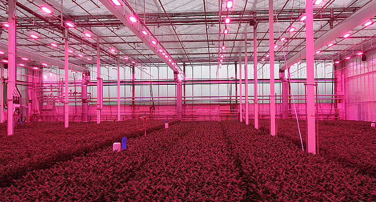 Chrysanten presteren goed in full LED herfstteelt Chrysanten presteren goed in full LED herfstteelt