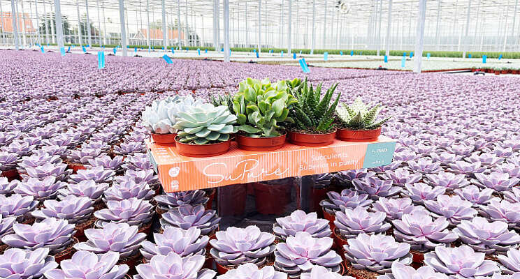 OVATA presenteert SuPure OVATA presenteert SuPure