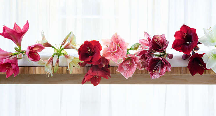 Pilot met verrassende mixboxen Amaryllis Pilot met verrassende mixboxen Amaryllis