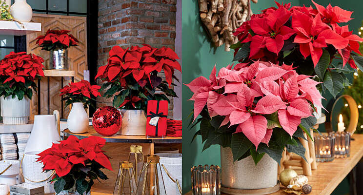 Veredelaars organiseren samen Poinsettia trials Veredelaars organiseren samen Poinsettia trials