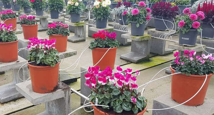 Benchmark Cyclamen in volle gang Benchmark Cyclamen in volle gang