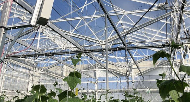 Algoritmen helpen telers bij teeltbeslissingen Algoritmen helpen telers bij teeltbeslissingen