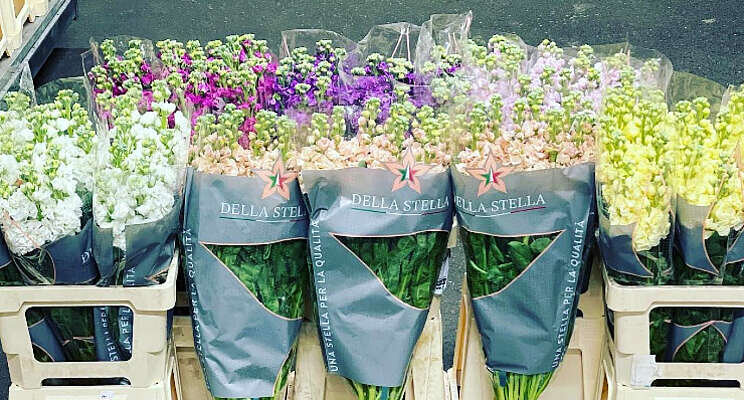 Matthiola uit Italië Matthiola uit Italië