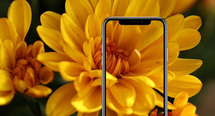 Royal FloraHolland lanceert nieuwe foto-app Royal FloraHolland lanceert nieuwe foto-app
