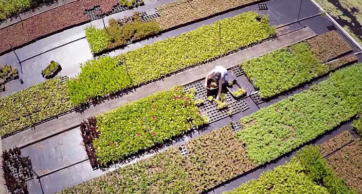 Tuinen van Boskoop worden toeristische trekpleister Tuinen van Boskoop worden toeristische trekpleister