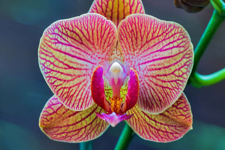 Global Orchid Event over trends in phalaenopsis