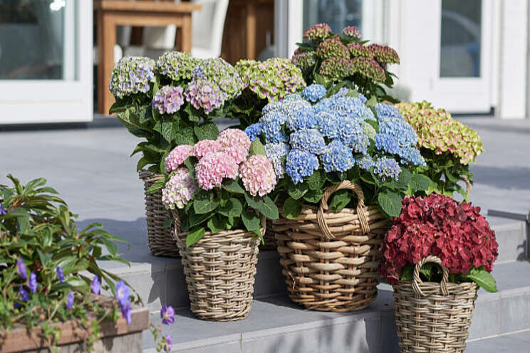 Shopper activatie Magical Hydrangea bij GroenRijk