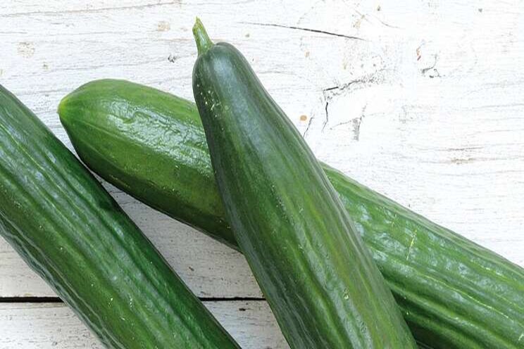 Komkommers telen op basis van harde feiten