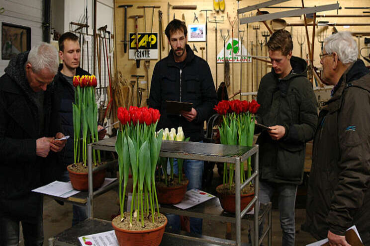 Poten tulp Dutch Design bijna perfect Poten tulp Dutch Design bijna perfect